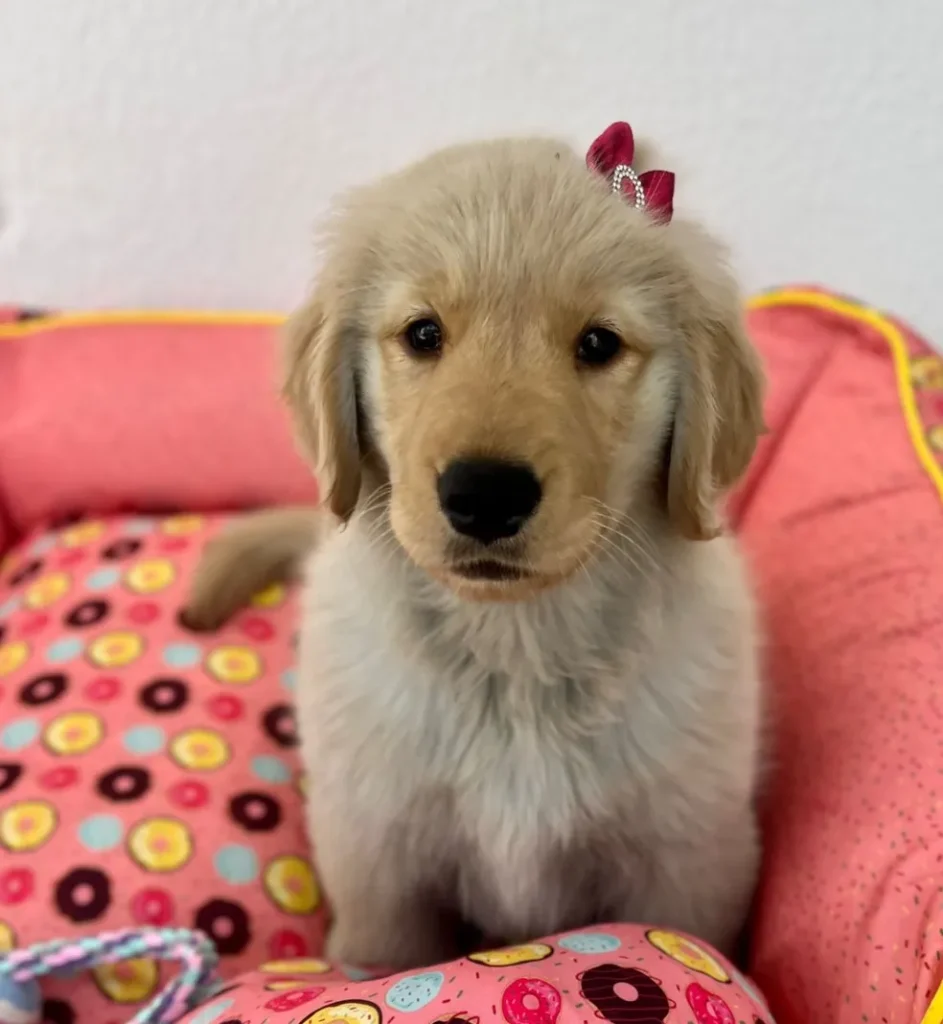 Nala é a nova "cãotratada" da empresa — Foto: Divulgação
