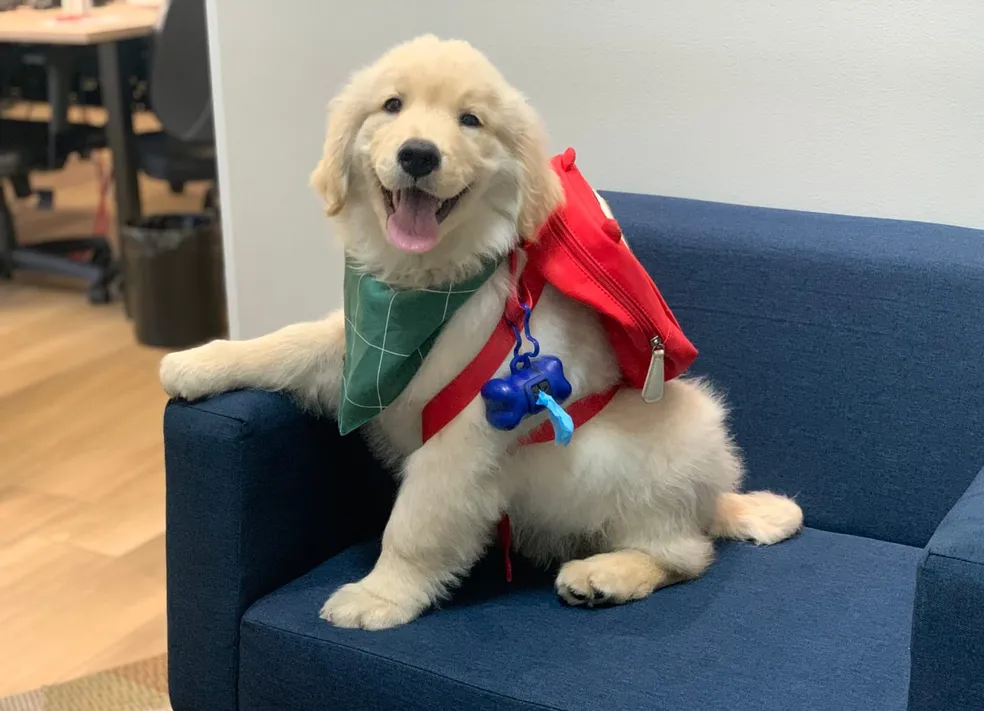 Simba já atua no amparo a pessoas enlutadas no ABC Paulista — Foto: Divulgação
